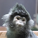 Haubenlangur (Wilhelma)