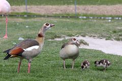 Familie Nilgans (Wilhelma)