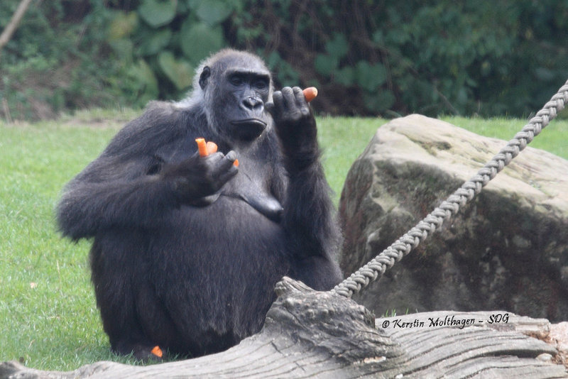 Gorillafütterung (Hannover)