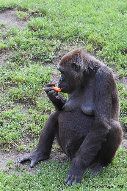 Gorillafütterung (Hannover)