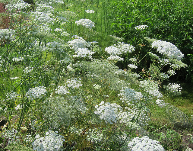 Große Knorpelmöhre /bishop's flower