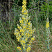 Verbascum