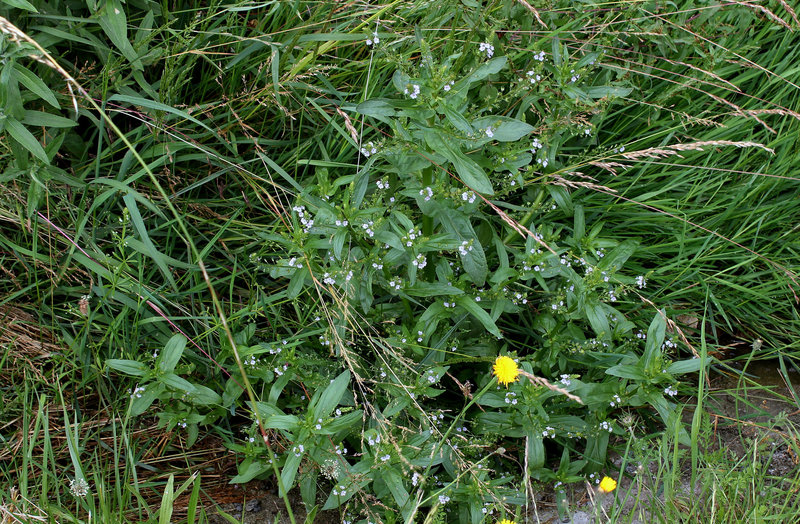 Veronica anagallis-aquatica