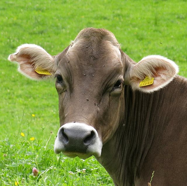 Ferme-refuge de Stenitzenalm (Autriche)