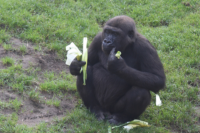 Gorillafütterung (Hannover)