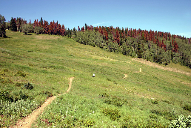 Mountain bike trail