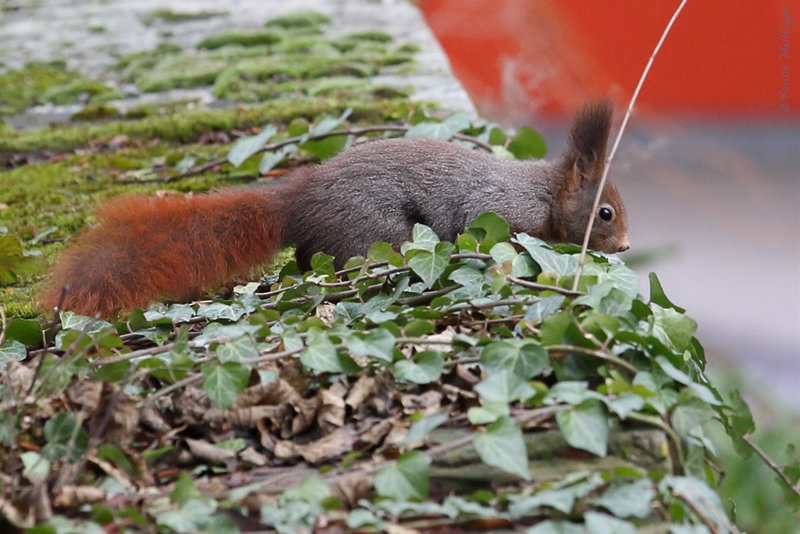 Eichhörnchen (Wilhelma)