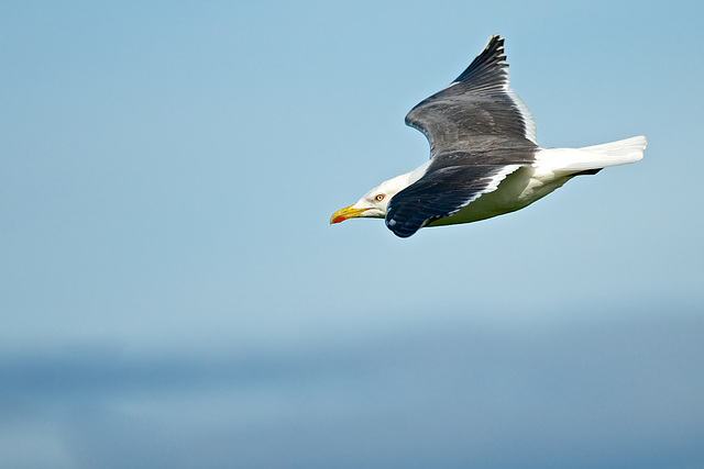 Gull in flight