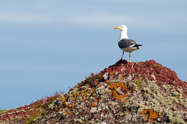 Gull on a rock