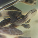 Kleine Riesen-Schlangenhalsschildkröte (Wilhelma)