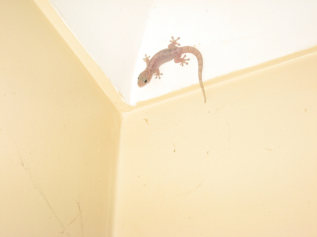 Gecko012011 001 Gecko012011 001
