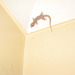 Gecko012011 001