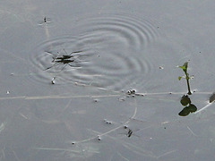 Wasserläufer mit Spiegelung