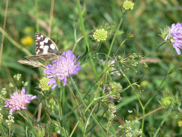 Schmetterlingsbesuch