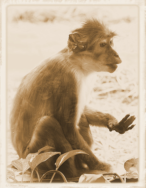 Weißscheitelmangabe (Zoo Landau)