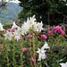 Lis blanc- Lilium candidum (2)