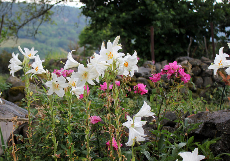 Lis blanc- Lilium candidum (2)