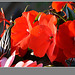 Impatiens bien Rouges