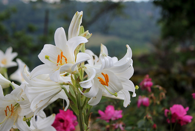 Lis blanc- Lilium candidum (3)