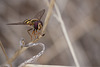 Hoverfly at Rest