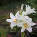 Lis blanc- Lilium candidum