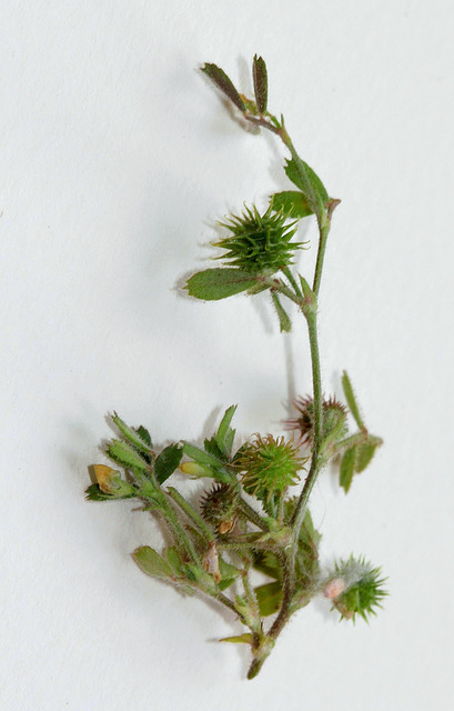 Medicago minima
