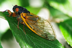 Cicada in Natural Environment