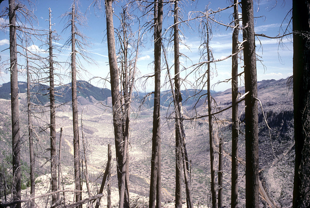 03-trees_devastated_area-6-85_ig_adj