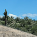 Saguaro (Carnegiea gigantea)