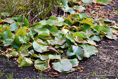 Water Lilies?  More like Earth Lilies!