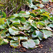 Water Lilies?  More like Earth Lilies!