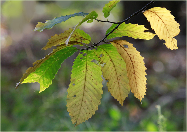 Châtaigner en robe d'automne