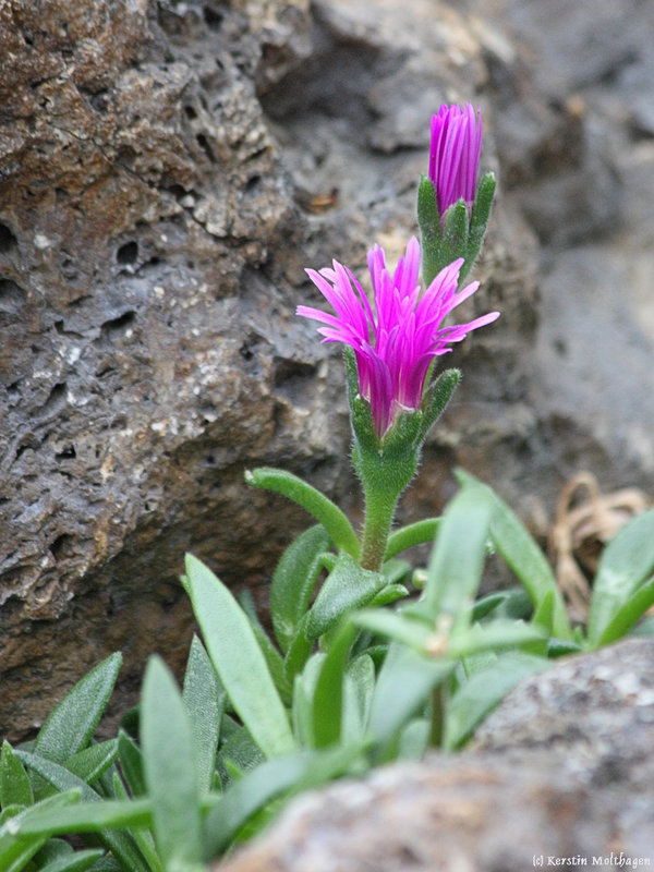 Im Gewächshaus der Wilhelma