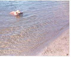 Golden retriever in lake-p