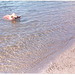 Golden retriever in lake-p