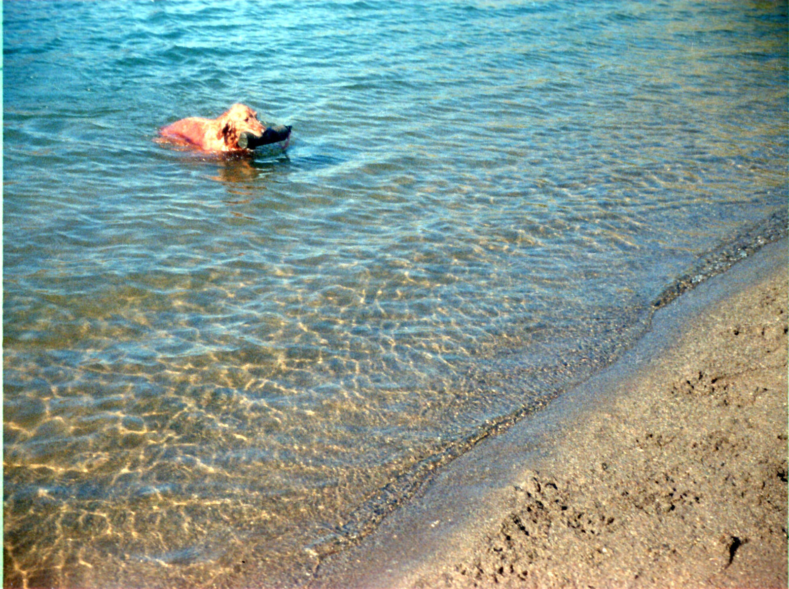 Golden retriever in lake-ig