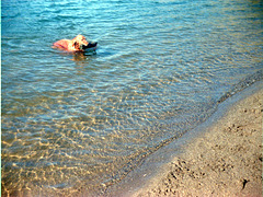 Golden retriever in lake-ig