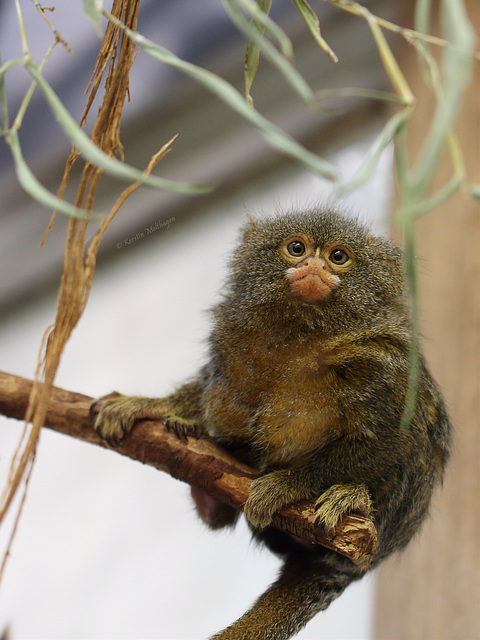 Was guckstu? (Wilhelma)