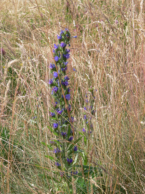 Wildblumen auf dem Münchshofener Berg