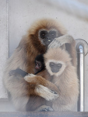 Wieder ein Gibbonbaby: Kedua (Wilhelma)