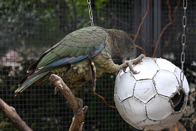 Fußballverrückter Kea (Wilhelma)