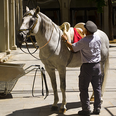 Horse and Rider - Spanish Riding School, Vienna