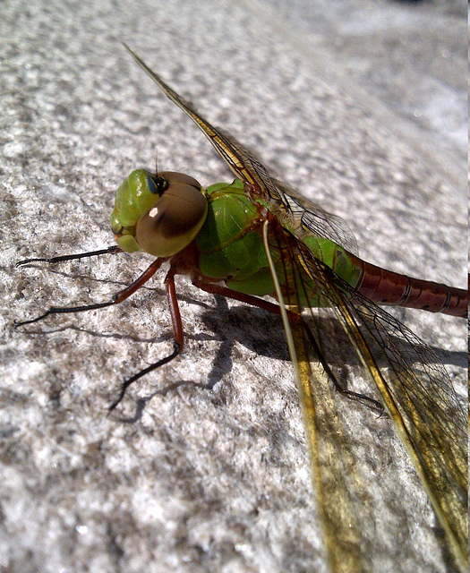 dragonfly-IMG-20130619-00011