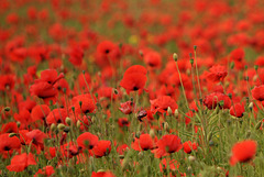 Champ de coquelicots