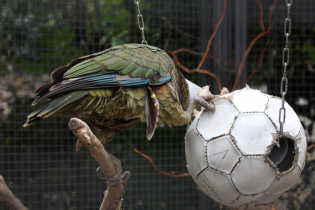 Fußballverrückter Kea (Wilhelma)