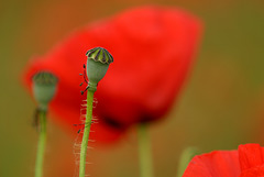 Coquelicots