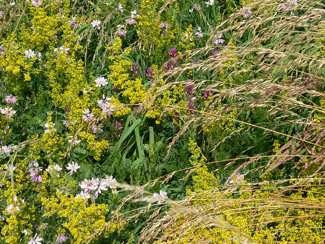 Wildblumen auf dem Münchshofener Berg