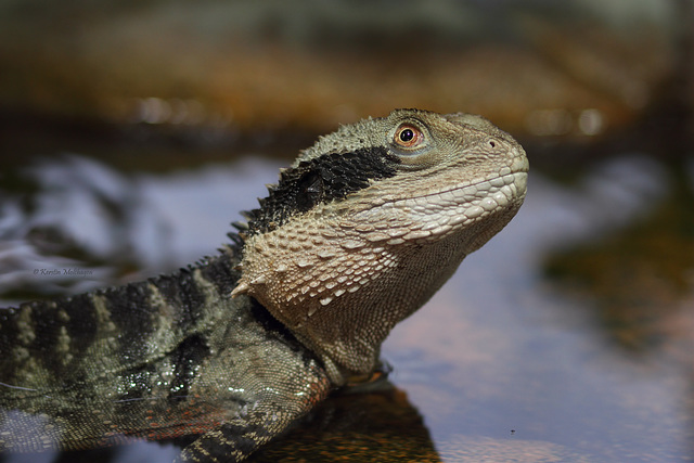 Australische Wasseragame (Wilhelma)