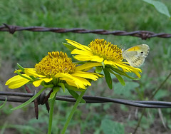 Dainty Sulphur butterfly on Sunflowers