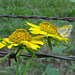 Dainty Sulphur butterfly on Sunflowers
